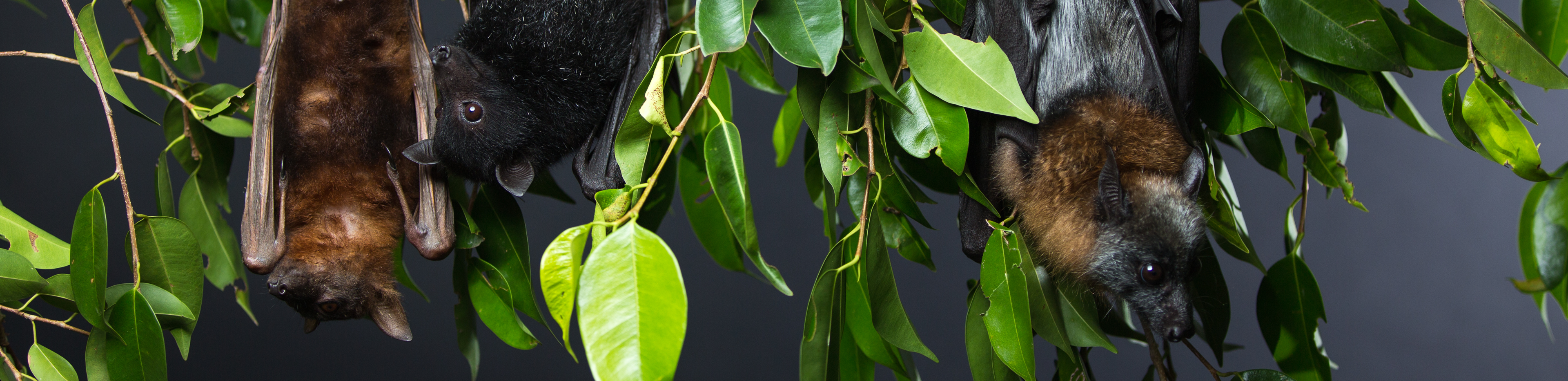 banner1